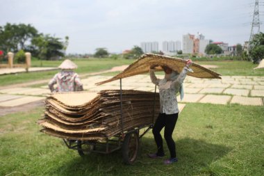 CuDa Köyü - Hanoi - Vietnam - 21 Haziran 2015 - Arrowroot vermicelli- bambu çitleri üzerinde kurutulan özel bir Vietnam eriştesi
