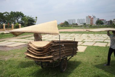 CuDa Köyü - Hanoi - Vietnam - 21 Haziran 2015 - Arrowroot vermicelli- bambu çitleri üzerinde kurutulan özel bir Vietnam eriştesi