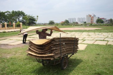 CuDa Köyü - Hanoi - Vietnam - 21 Haziran 2015 - Arrowroot vermicelli- bambu çitleri üzerinde kurutulan özel bir Vietnam eriştesi