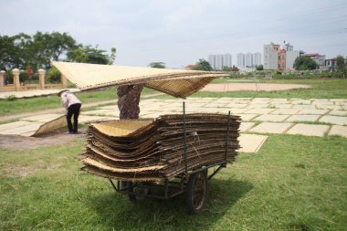 CuDa Köyü - Hanoi - Vietnam - 21 Haziran 2015 - Arrowroot vermicelli- bambu çitleri üzerinde kurutulan özel bir Vietnam eriştesi