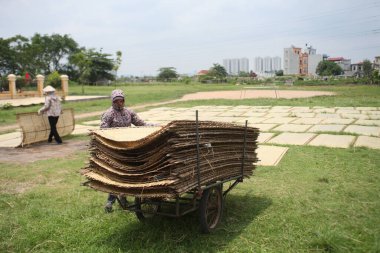 CuDa Köyü - Hanoi - Vietnam - 21 Haziran 2015 - Arrowroot vermicelli- bambu çitleri üzerinde kurutulan özel bir Vietnam eriştesi