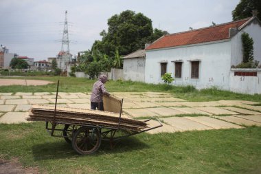 CuDa Köyü - Hanoi - Vietnam - 21 Haziran 2015 - Arrowroot vermicelli- bambu çitleri üzerinde kurutulan özel bir Vietnam eriştesi