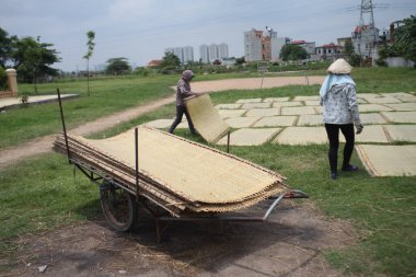 CuDa Köyü - Hanoi - Vietnam - 21 Haziran 2015 - Arrowroot vermicelli- bambu çitleri üzerinde kurutulan özel bir Vietnam eriştesi