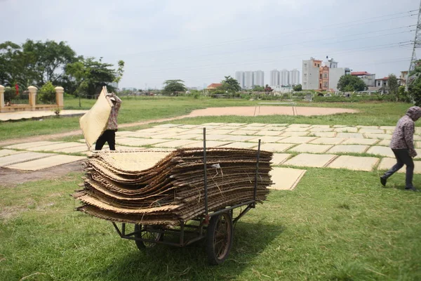 CuDa Köyü - Hanoi - Vietnam - 21 Haziran 2015 - Arrowroot vermicelli- bambu çitleri üzerinde kurutulan özel bir Vietnam eriştesi