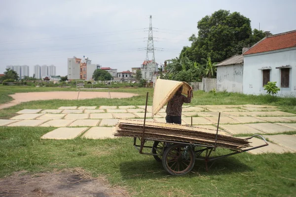CuDa Köyü - Hanoi - Vietnam - 21 Haziran 2015 - Arrowroot vermicelli- bambu çitleri üzerinde kurutulan özel bir Vietnam eriştesi