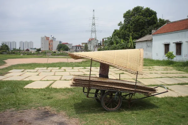 CuDa Köyü - Hanoi - Vietnam - 21 Haziran 2015 - Arrowroot vermicelli- bambu çitleri üzerinde kurutulan özel bir Vietnam eriştesi