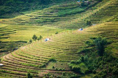 Pirinç tarlaları yağmur mevsiminde, Lao Cai, Vietnam 'da terasta. Pirinç tarlaları Kuzeybatı Vietnam 'da nakil için hazırlanıyor.