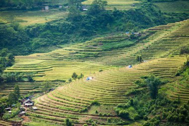 Pirinç tarlaları yağmur mevsiminde, Lao Cai, Vietnam 'da terasta. Pirinç tarlaları Kuzeybatı Vietnam 'da nakil için hazırlanıyor.