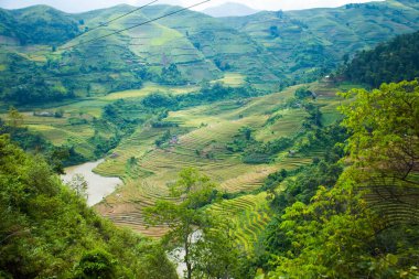 Pirinç tarlaları yağmur mevsiminde, Lao Cai, Vietnam 'da terasta. Pirinç tarlaları Kuzeybatı Vietnam 'da nakil için hazırlanıyor.