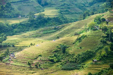 Pirinç tarlaları yağmur mevsiminde, Lao Cai, Vietnam 'da terasta. Pirinç tarlaları Kuzeybatı Vietnam 'da nakil için hazırlanıyor.