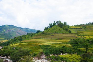 Pirinç tarlaları yağmur mevsiminde, Lao Cai, Vietnam 'da terasta. Pirinç tarlaları Kuzeybatı Vietnam 'da nakil için hazırlanıyor.