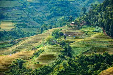 Pirinç tarlaları yağmur mevsiminde, Lao Cai, Vietnam 'da terasta. Pirinç tarlaları Kuzeybatı Vietnam 'da nakil için hazırlanıyor.