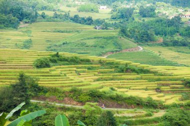 Pirinç tarlaları yağmur mevsiminde, Lao Cai, Vietnam 'da terasta. Pirinç tarlaları Kuzeybatı Vietnam 'da nakil için hazırlanıyor.