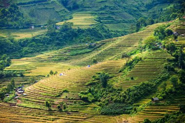 Pirinç tarlaları yağmur mevsiminde, Lao Cai, Vietnam 'da terasta. Pirinç tarlaları Kuzeybatı Vietnam 'da nakil için hazırlanıyor.
