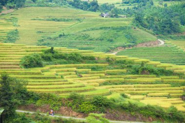 Pirinç tarlaları yağmur mevsiminde, Lao Cai, Vietnam 'da terasta. Pirinç tarlaları Kuzeybatı Vietnam 'da nakil için hazırlanıyor.