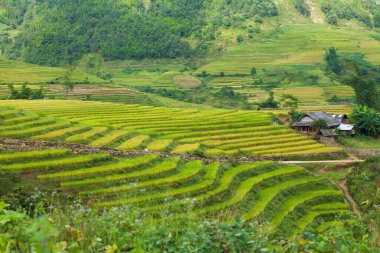 Pirinç tarlaları yağmur mevsiminde, Lao Cai, Vietnam 'da terasta. Pirinç tarlaları Kuzeybatı Vietnam 'da nakil için hazırlanıyor.