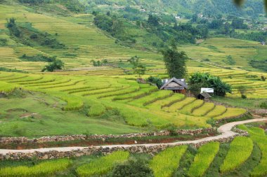 Pirinç tarlaları yağmur mevsiminde, Lao Cai, Vietnam 'da terasta. Pirinç tarlaları Kuzeybatı Vietnam 'da nakil için hazırlanıyor.