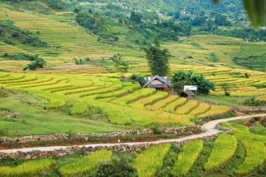 Pirinç tarlaları yağmur mevsiminde, Lao Cai, Vietnam 'da terasta. Pirinç tarlaları Kuzeybatı Vietnam 'da nakil için hazırlanıyor.