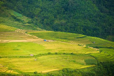 Pirinç tarlaları yağmur mevsiminde, Lao Cai, Vietnam 'da terasta. Pirinç tarlaları Kuzeybatı Vietnam 'da nakil için hazırlanıyor.