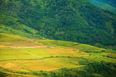 Pirinç tarlaları yağmur mevsiminde, Lao Cai, Vietnam 'da terasta. Pirinç tarlaları Kuzeybatı Vietnam 'da nakil için hazırlanıyor.
