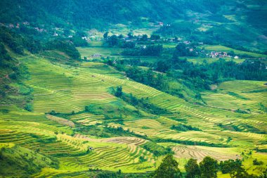 Pirinç tarlaları yağmur mevsiminde, Lao Cai, Vietnam 'da terasta. Pirinç tarlaları Kuzeybatı Vietnam 'da nakil için hazırlanıyor.