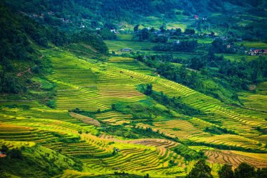Pirinç tarlaları yağmur mevsiminde, Lao Cai, Vietnam 'da terasta. Pirinç tarlaları Kuzeybatı Vietnam 'da nakil için hazırlanıyor.