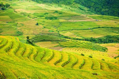 Pirinç tarlaları yağmur mevsiminde, Lao Cai, Vietnam 'da terasta. Pirinç tarlaları Kuzeybatı Vietnam 'da nakil için hazırlanıyor.