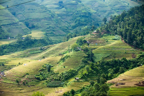 Pirinç tarlaları yağmur mevsiminde, Lao Cai, Vietnam 'da terasta. Pirinç tarlaları Kuzeybatı Vietnam 'da nakil için hazırlanıyor.