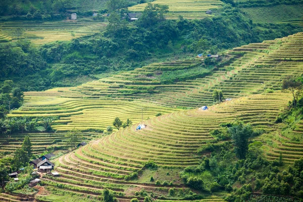 Pirinç Tarlaları Yağmur Mevsiminde Lao Cai Vietnam Terasta Pirinç Tarlaları — Stok fotoğraf
