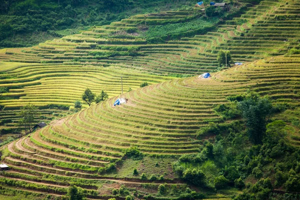 Pirinç tarlaları yağmur mevsiminde, Lao Cai, Vietnam 'da terasta. Pirinç tarlaları Kuzeybatı Vietnam 'da nakil için hazırlanıyor.