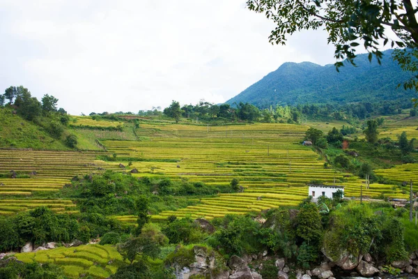 Campos Arroz Terrazas Temporada Lluvias Sapa Lao Cai Vietnam Campos — Foto de Stock