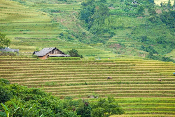 Campos Arroz Terraços Estação Chuvosa Sapa Lao Cai Vietnã Campos — Fotografia de Stock