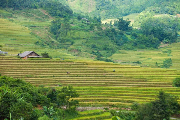 Ρύζι Πεδία Terraced Βροχερή Εποχή Sapa Λάο Τσάι Βιετνάμ Ορυζώνες — Φωτογραφία Αρχείου