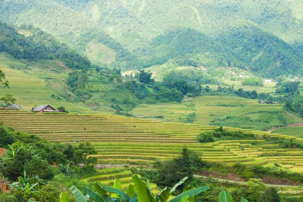 Pirinç tarlaları yağmur mevsiminde, Lao Cai, Vietnam 'da terasta. Pirinç tarlaları Kuzeybatı Vietnam 'da nakil için hazırlanıyor.