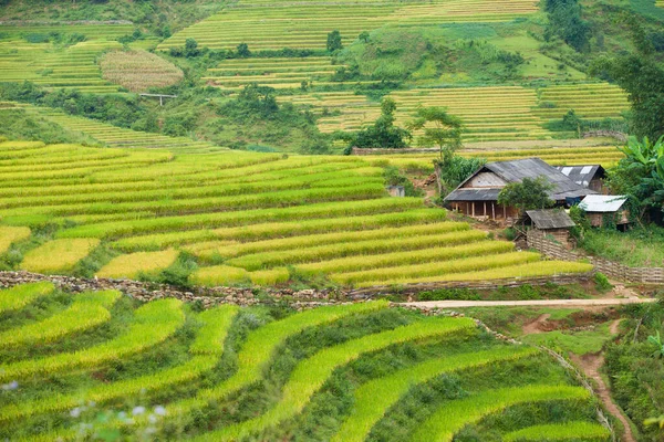 Ρύζι Πεδία Terraced Βροχερή Εποχή Sapa Λάο Τσάι Βιετνάμ Ορυζώνες — Φωτογραφία Αρχείου