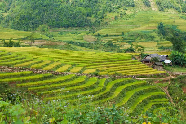 Campi Riso Terrazze Nella Stagione Delle Piogge Sapa Lao Cai — Foto Stock