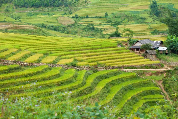 Pirinç tarlaları yağmur mevsiminde, Lao Cai, Vietnam 'da terasta. Pirinç tarlaları Kuzeybatı Vietnam 'da nakil için hazırlanıyor.