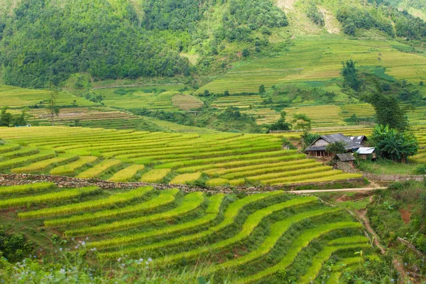 Pirinç tarlaları yağmur mevsiminde, Lao Cai, Vietnam 'da terasta. Pirinç tarlaları Kuzeybatı Vietnam 'da nakil için hazırlanıyor.