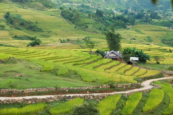 Ρύζι Πεδία Terraced Βροχερή Εποχή Sapa Λάο Τσάι Βιετνάμ Ορυζώνες — Φωτογραφία Αρχείου