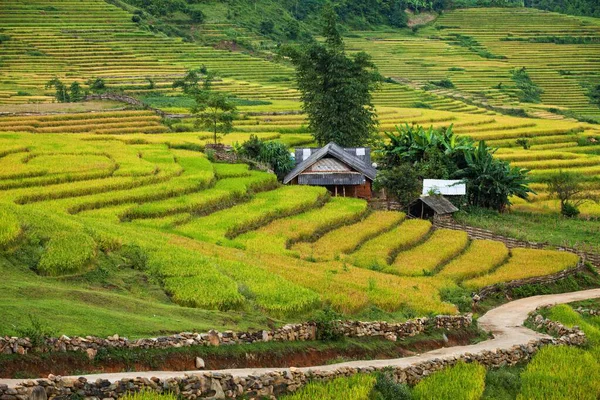 Pirinç Tarlaları Yağmur Mevsiminde Lao Cai Vietnam Terasta Pirinç Tarlaları — Stok fotoğraf