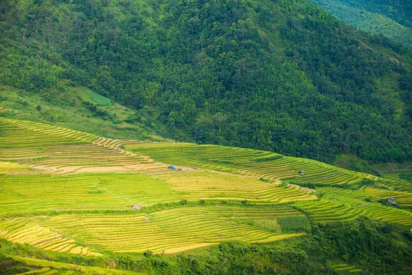 Rice Fields Terraced Rainny Season Sapa Lao Cai Vietnam Rice — Stock Photo, Image