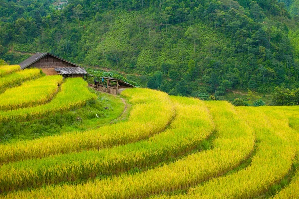 Rice Fields Terraced Rainny Season Sapa Lao Cai Vietnam Rice — Stock Photo, Image