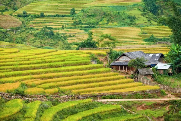 Pirinç Tarlaları Yağmur Mevsiminde Lao Cai Vietnam Terasta Pirinç Tarlaları — Stok fotoğraf