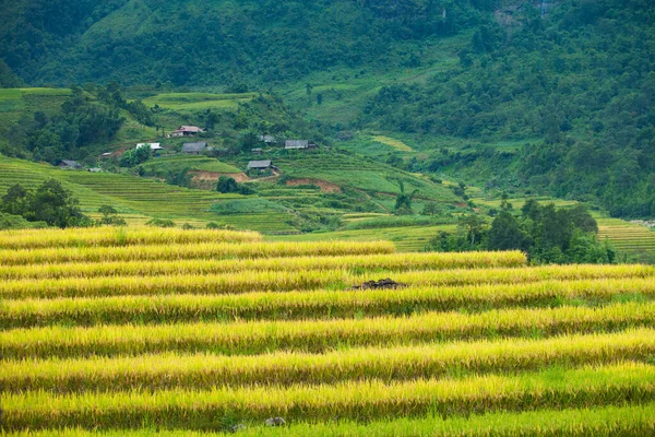 Рисовые Поля Террасе Сезон Дождей Сапа Лао Кай Вьетнам Рисовые — стоковое фото