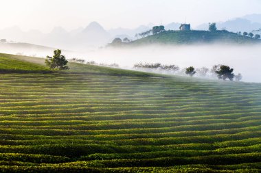 Moc Chau çay tepesi, Moc Chau köyü, Son La bölgesi, Vietnam