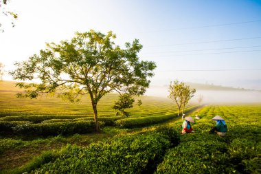 Moc Chau çay tepesi, Moc Chau köyü, Son La bölgesi, Vietnam