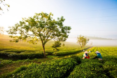 Moc Chau çay tepesi, Moc Chau köyü, Son La bölgesi, Vietnam