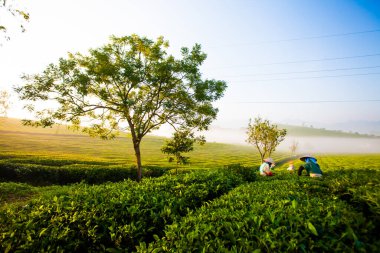 Moc Chau çay tepesi, Moc Chau köyü, Son La bölgesi, Vietnam