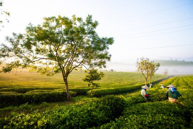 Moc Chau çay tepesi, Moc Chau köyü, Son La bölgesi, Vietnam