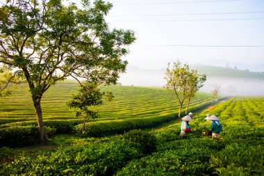 Moc Chau çay tepesi, Moc Chau köyü, Son La bölgesi, Vietnam